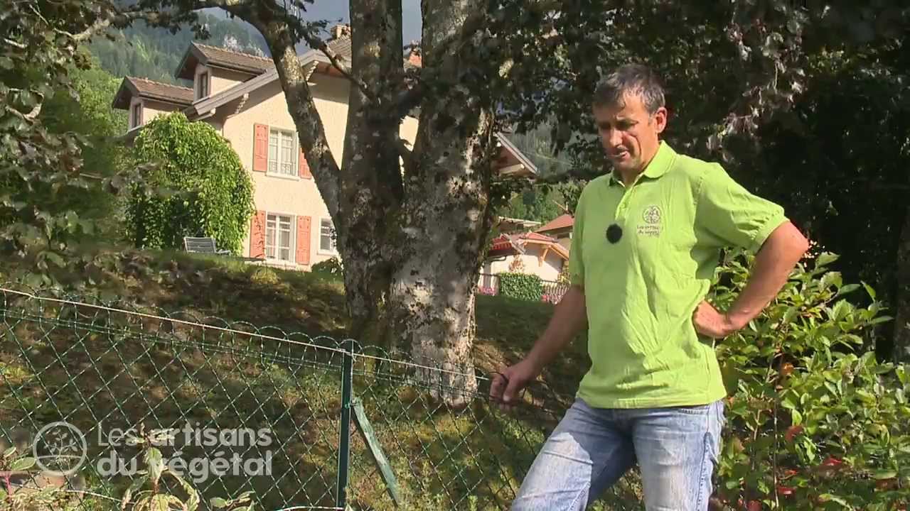 🌳 Les règles à respecter entre vous et votre voisin lors de la plantation d'un arbre ?
