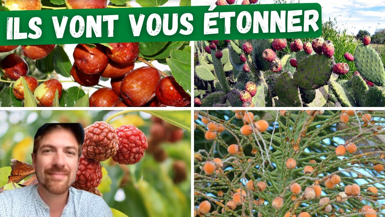 🍋Les fruitiers du futur : que planter pour un climat qui change ?