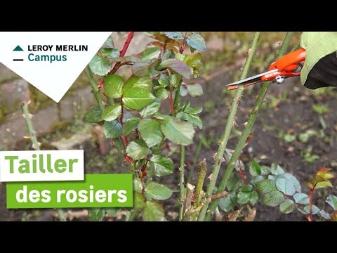 Comment tailler les rosiers ? | Leroy Merlin