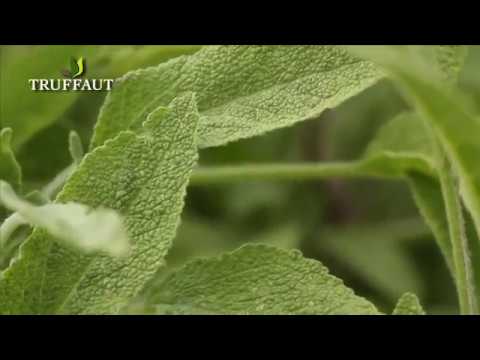 Sauge officinale : plantation et entretien -  Truffaut