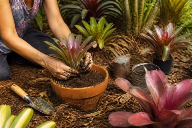 découvrez comment planter et entretenir les broméliacées pour embellir votre intérieur ou jardin avec ces plantes colorées et originales.