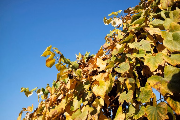 Ce jeudi, Lidl fait une folie : souffleur de feuilles à -33 % exceptionnel !
