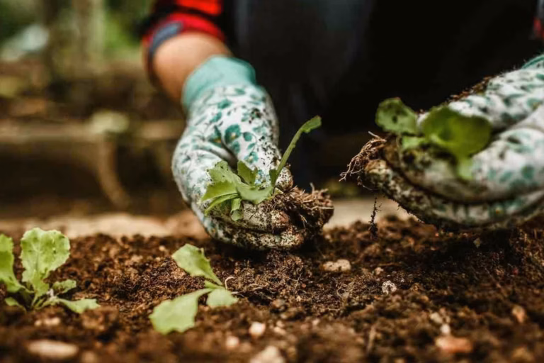 Ille-et-Vilaine : quand une serre de jardin éco-responsable devient une surprise fiscale inattendue